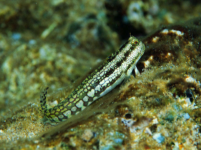 Blenniella gibbifrons